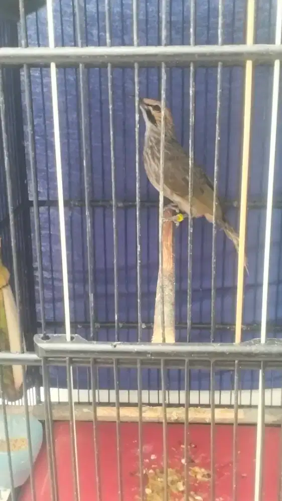 Cucak rowo betina mapan