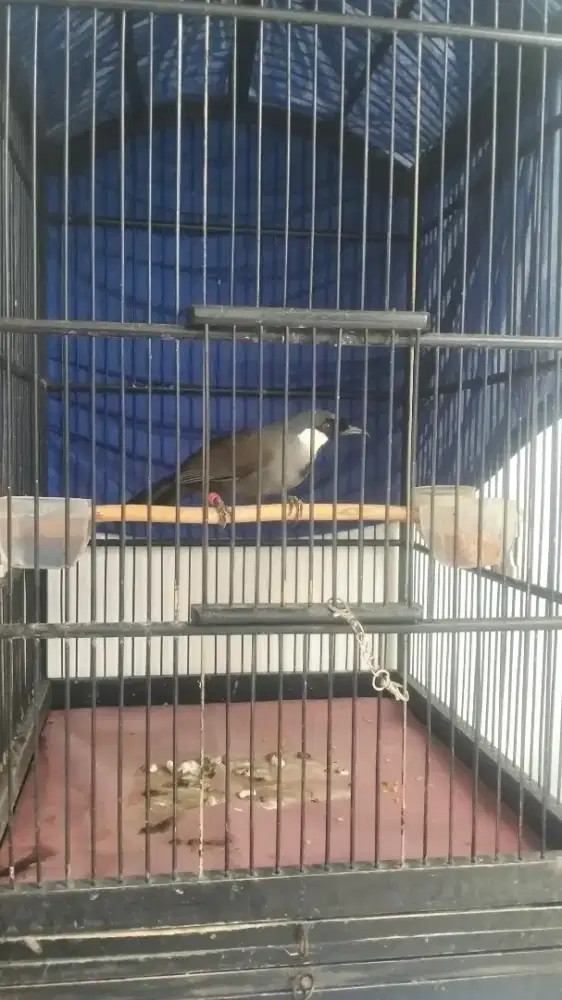 Poksay Hongkong mapan