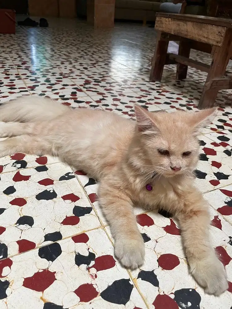 Anabul jantan 4 bulan