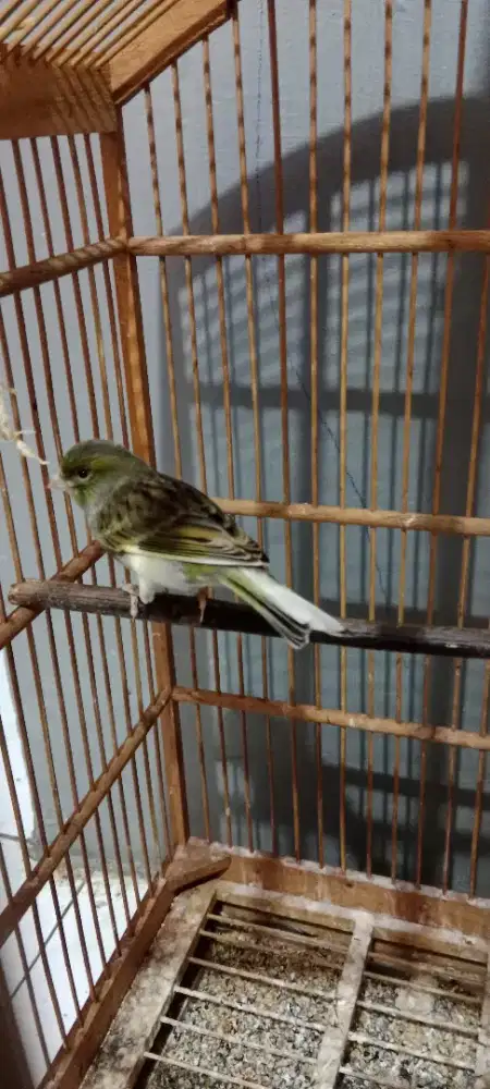 Kenari loper betina cewek