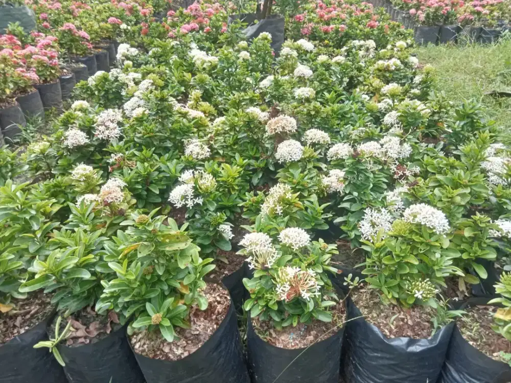 Asoka Jambon | Asoka Putih