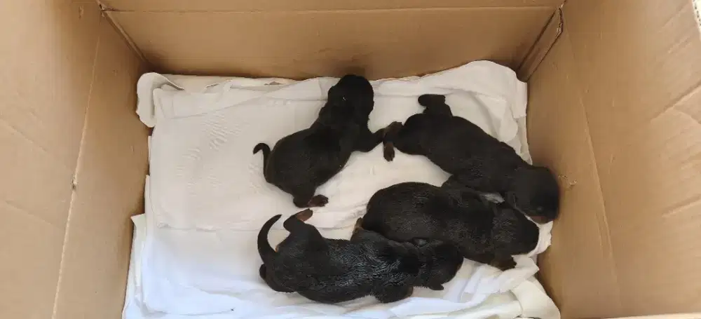 Rottweiler puppy newborn