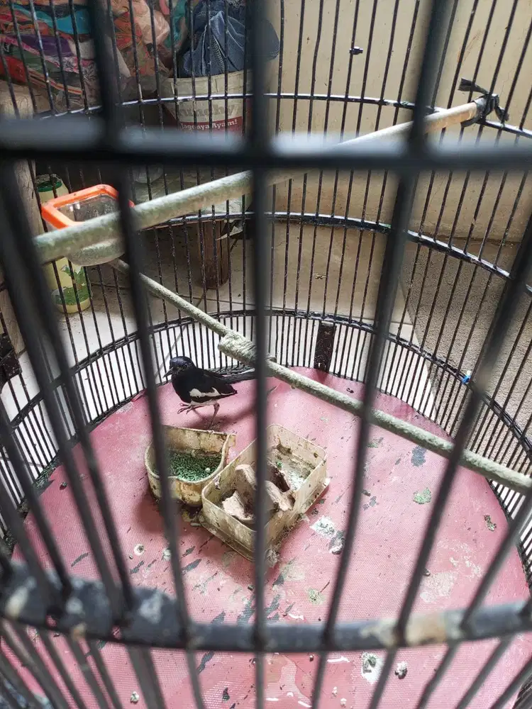 burung Kacer sudah bunyi full set 625 nego