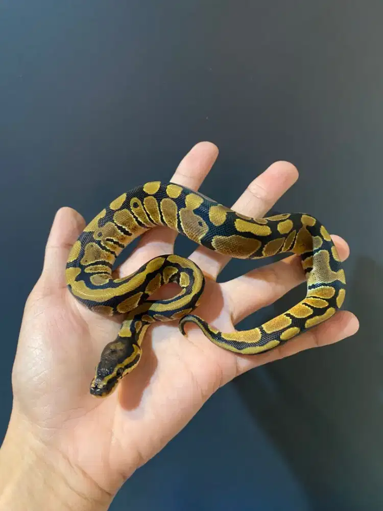 Ballpython normal het clown ph 66% dg