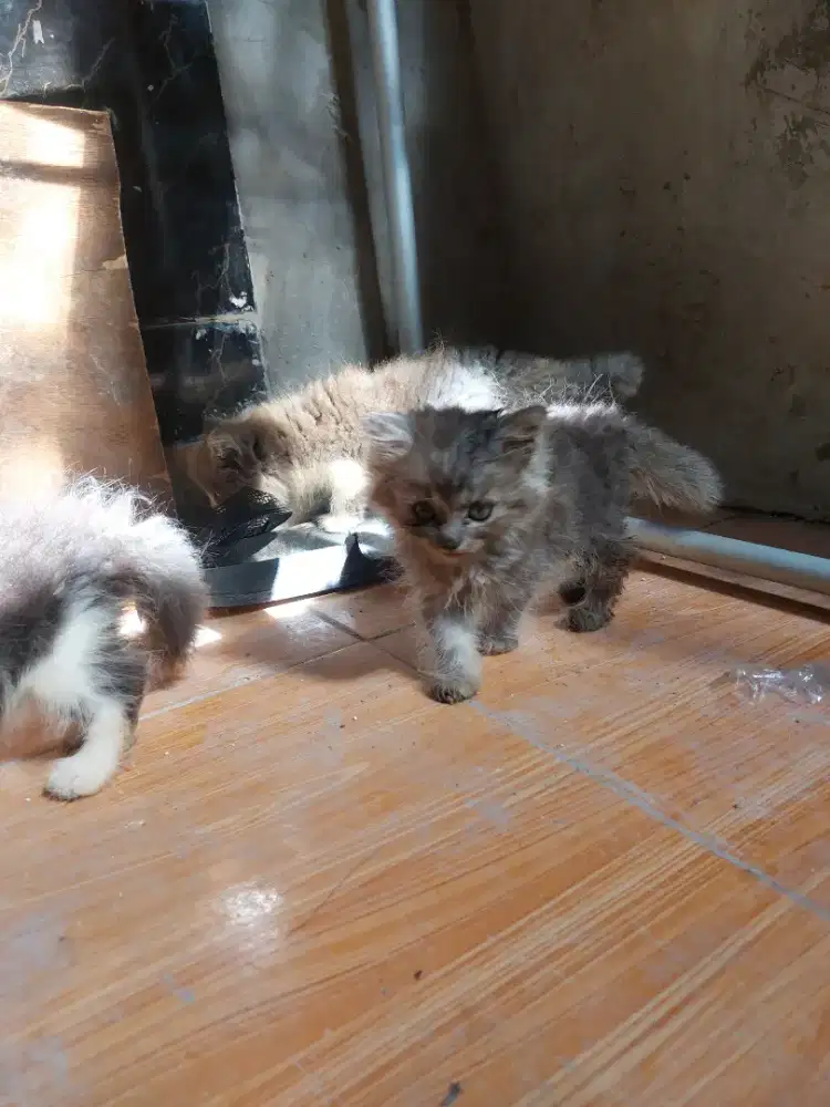 Kitten Kucing Persia