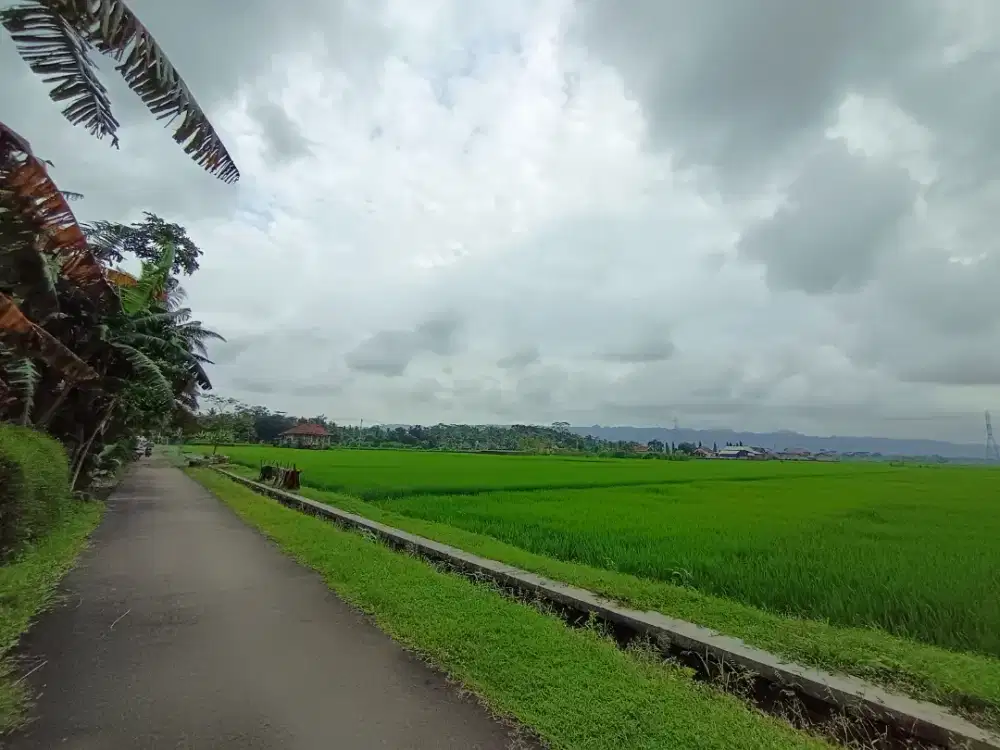 Tanah Sawah 125 Ubin/1.750 M2