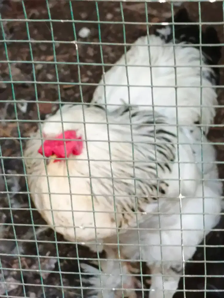 AYAM BRAHMA : dewasa, remaja, anakan