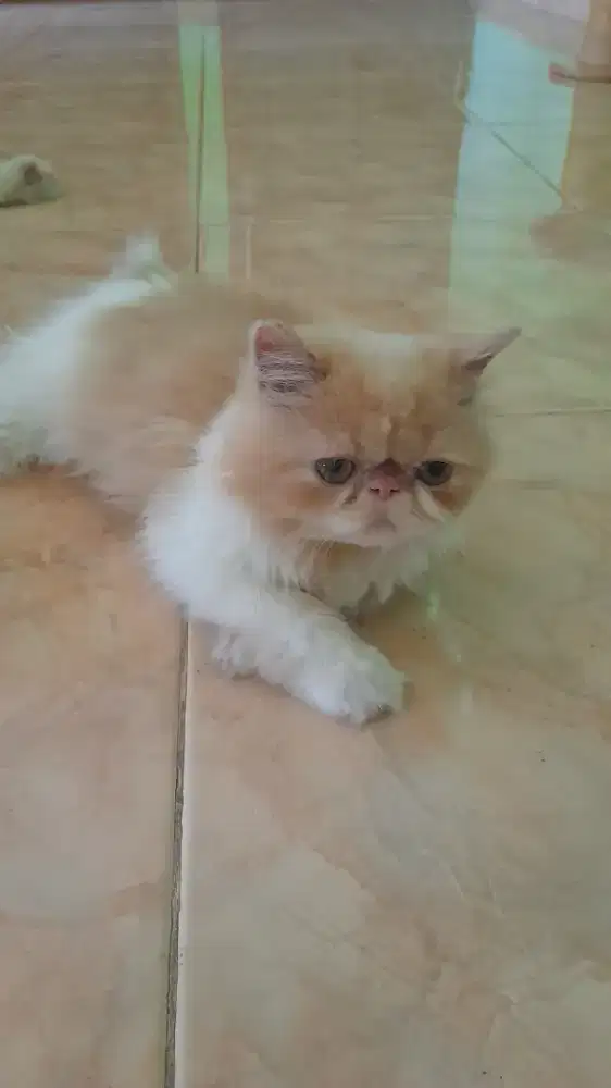 Kitten flatnose, longhair, betina