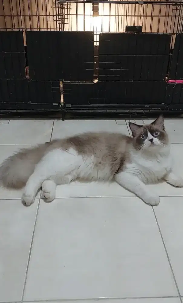 Ragdoll mata biru bicolour simetris jago kimpoi pinter kawin