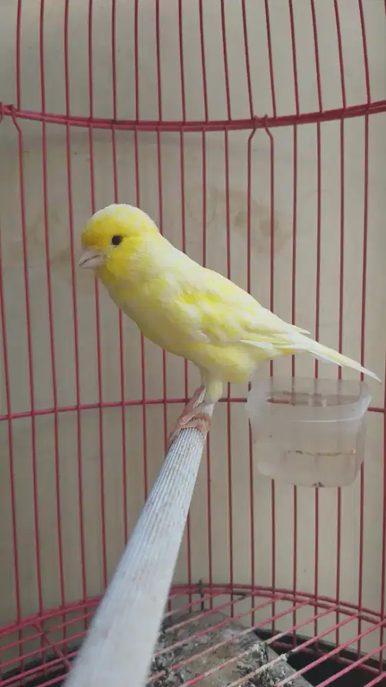 Kenari Holland Betina