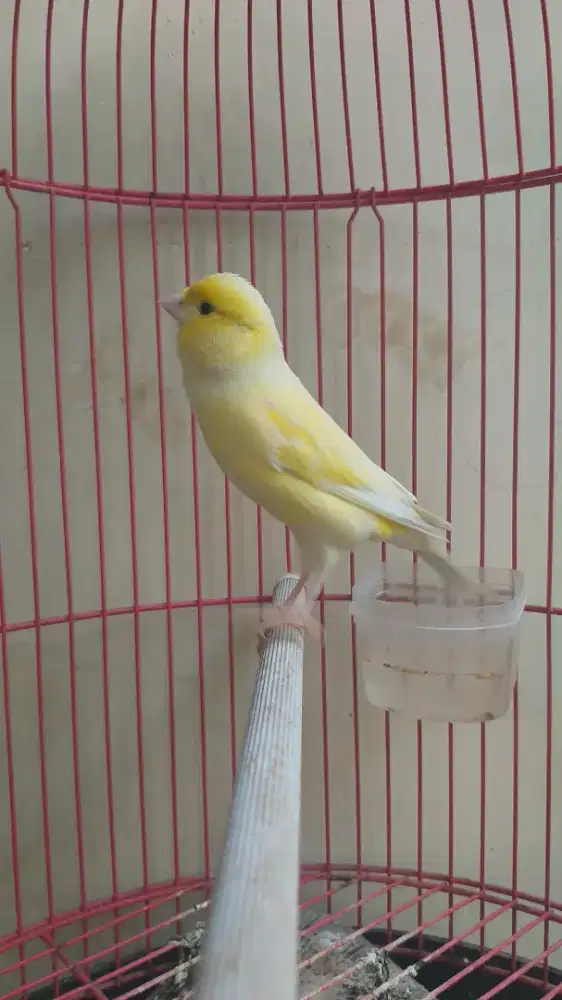 Kenari Spanish Timbrado Betina