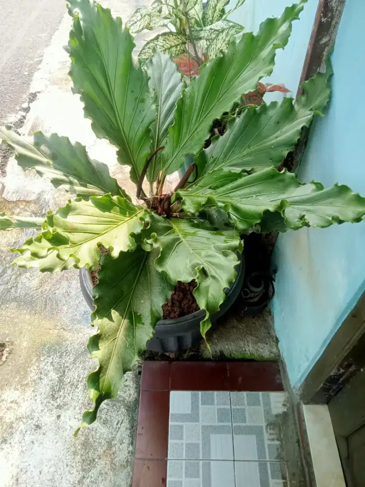 Jual tanaman anglonema cocok buat rumah besar