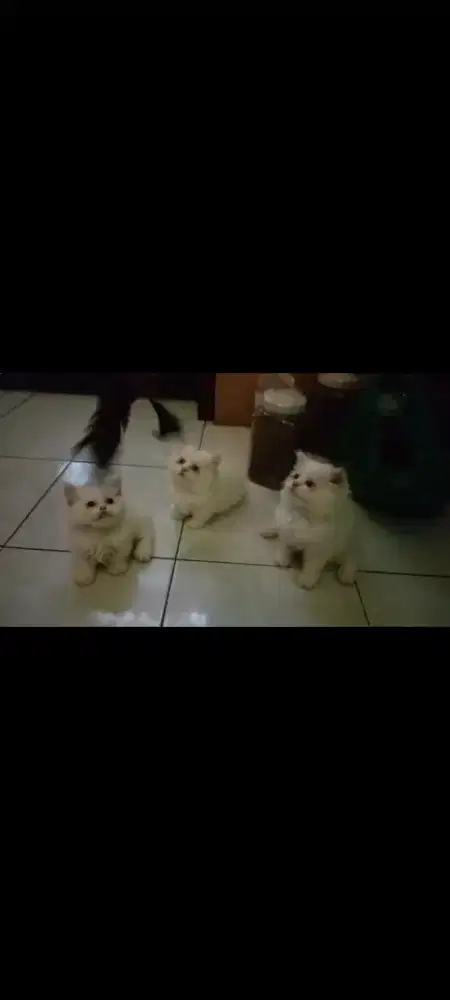 Kitten Munchkin kaki pendek cebol