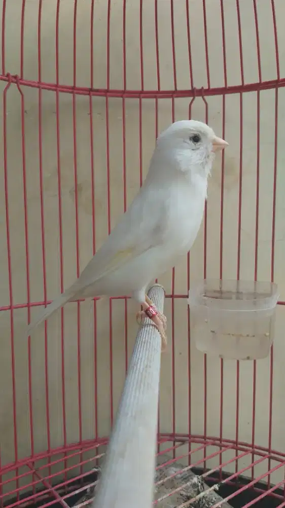 Kenari Larquet x Spanish Timbrado, Betina