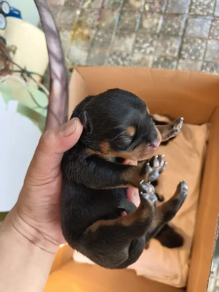 Rotweiler puppy stb jantan dan betina