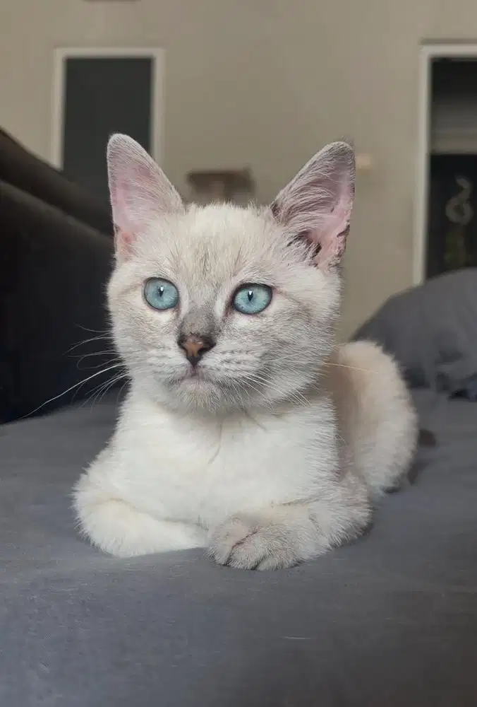 Kucing Tonkinese Jantan Kitten