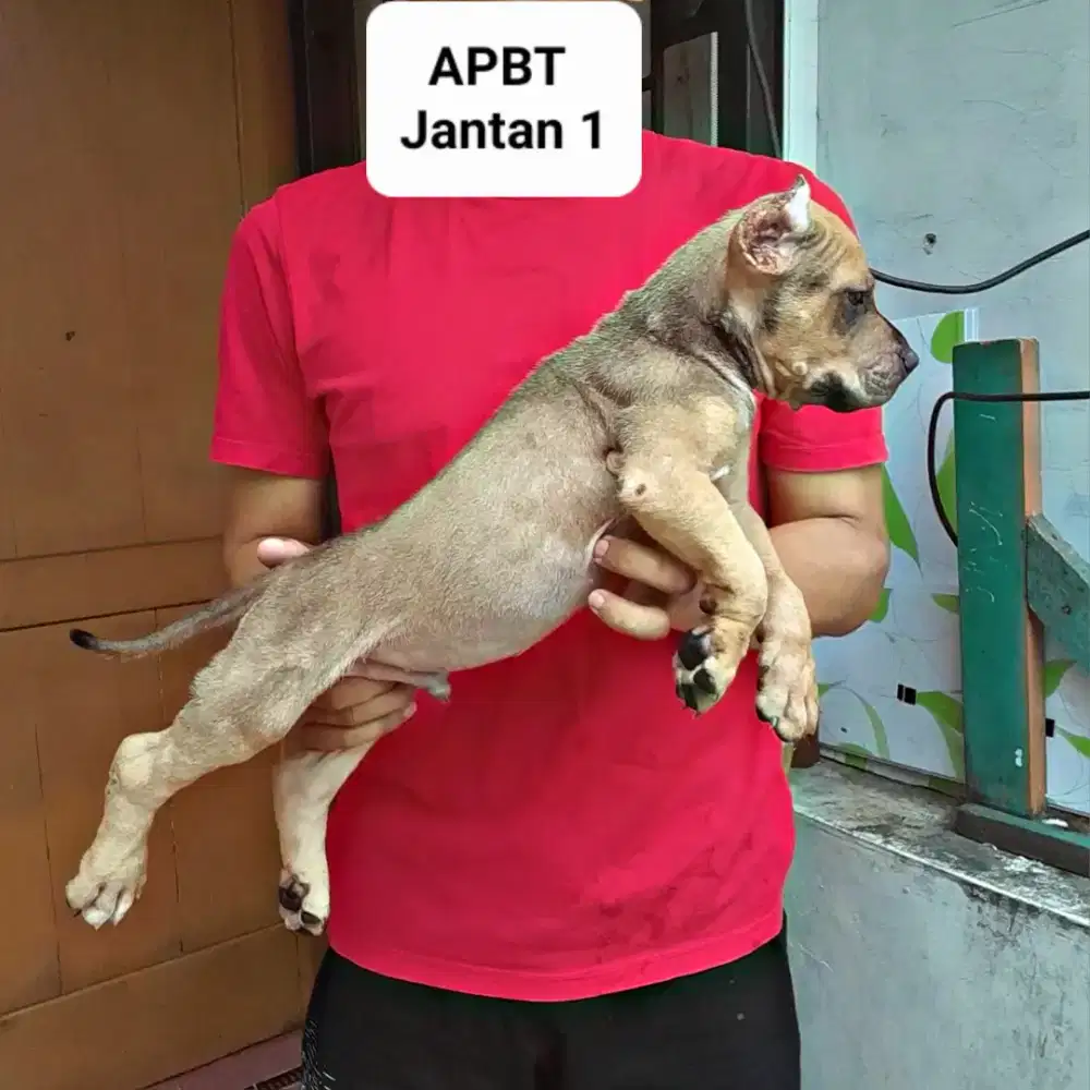 Amerikan Pitbull puppy