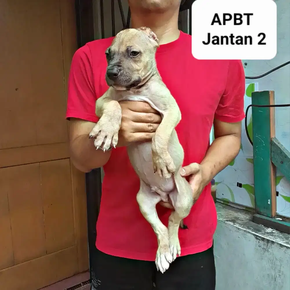 Amerikan Pitbull Puppy