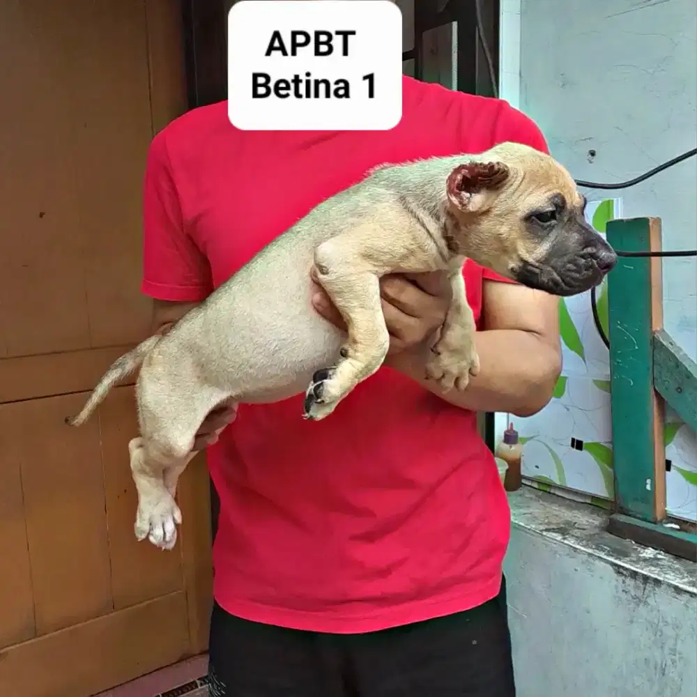 Amerikan Pitbull Puppy