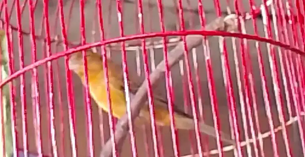 Kenari loper prospek