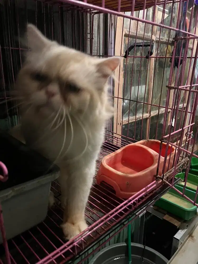 Kucing jantan putih dewasa bonus kandang