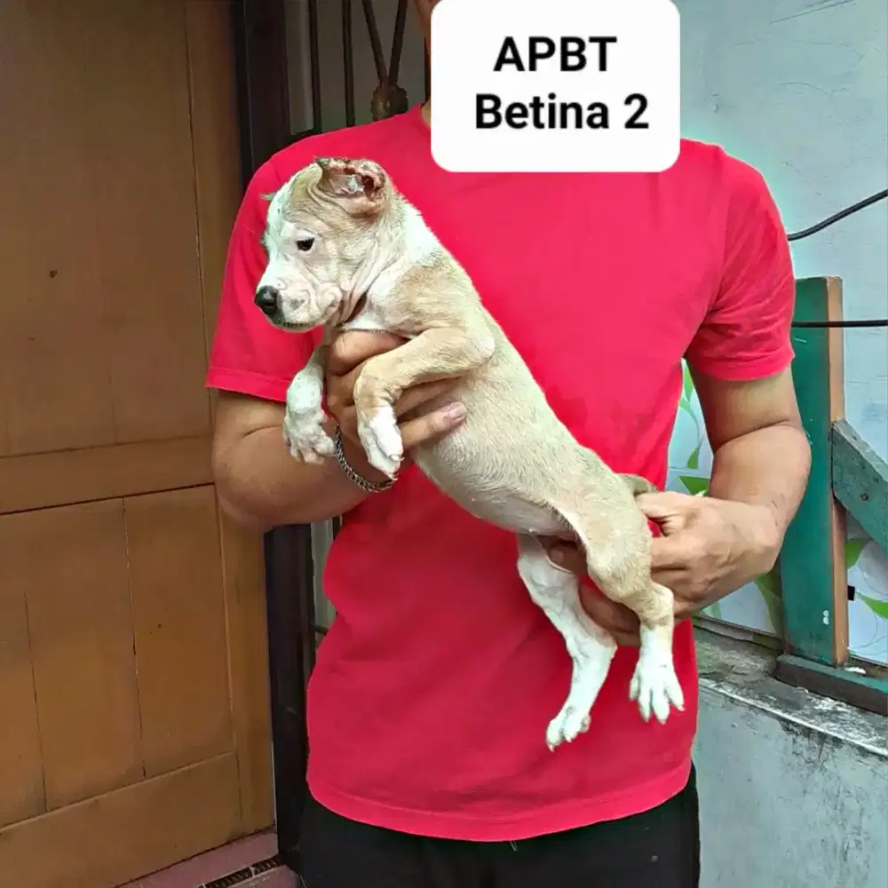 Amerikan Pitbull Puppy