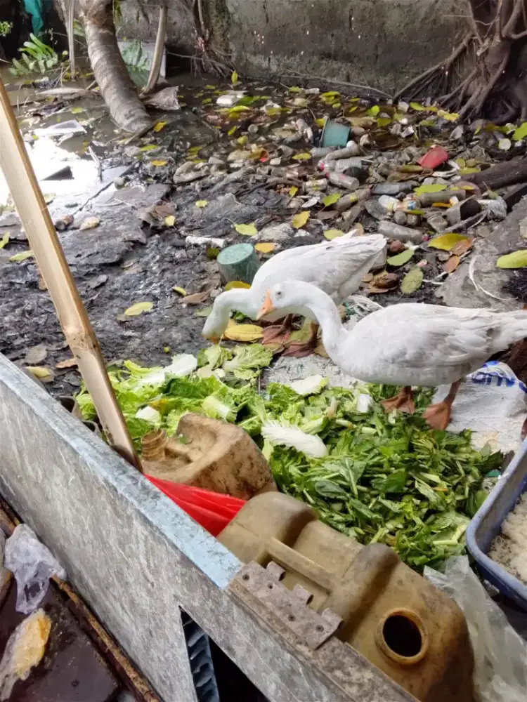 Soang dewasa sepasang