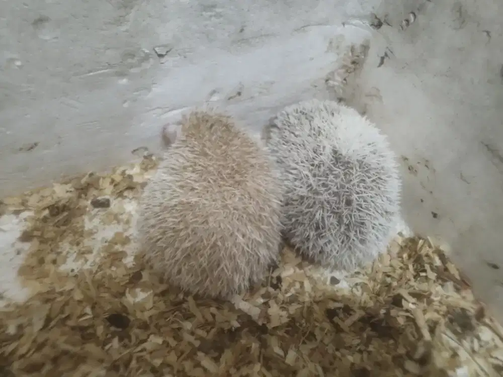 Landak mini / hedgehog