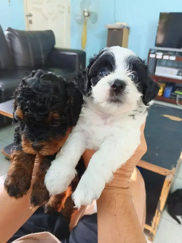 shinpu puppy umur 1.5 bulan