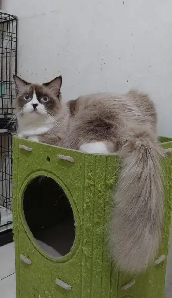 Kucing ragdoll bicolor mata biru ragdoll blue eyes karakter manja