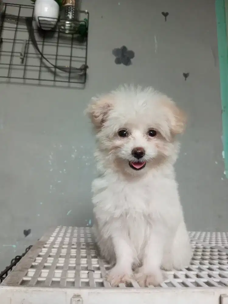 zhitpom jantan party