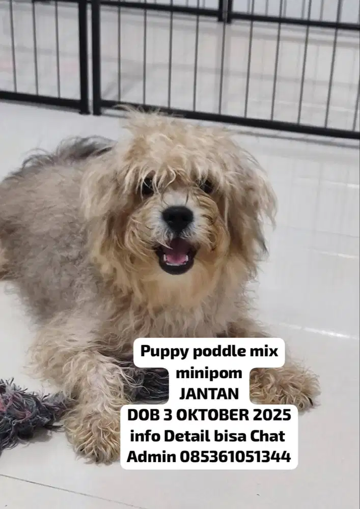 Puppy poddle anak anjing jantan poddle mix