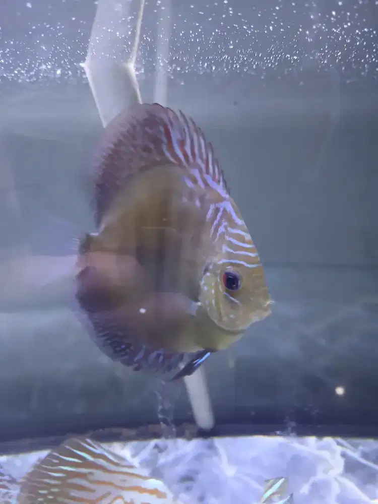 Iak discus leopard