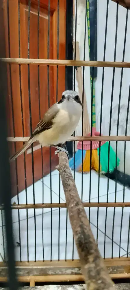 Pentet mony3t burung masteran