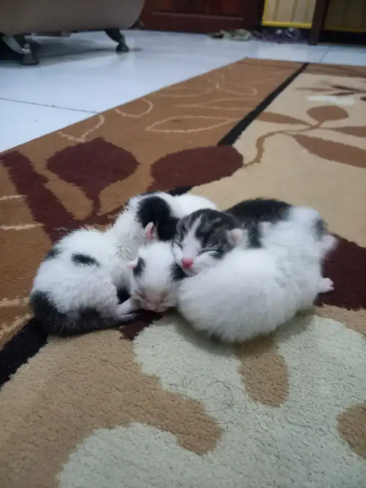 Baby Bsh x Scottish Sepaket