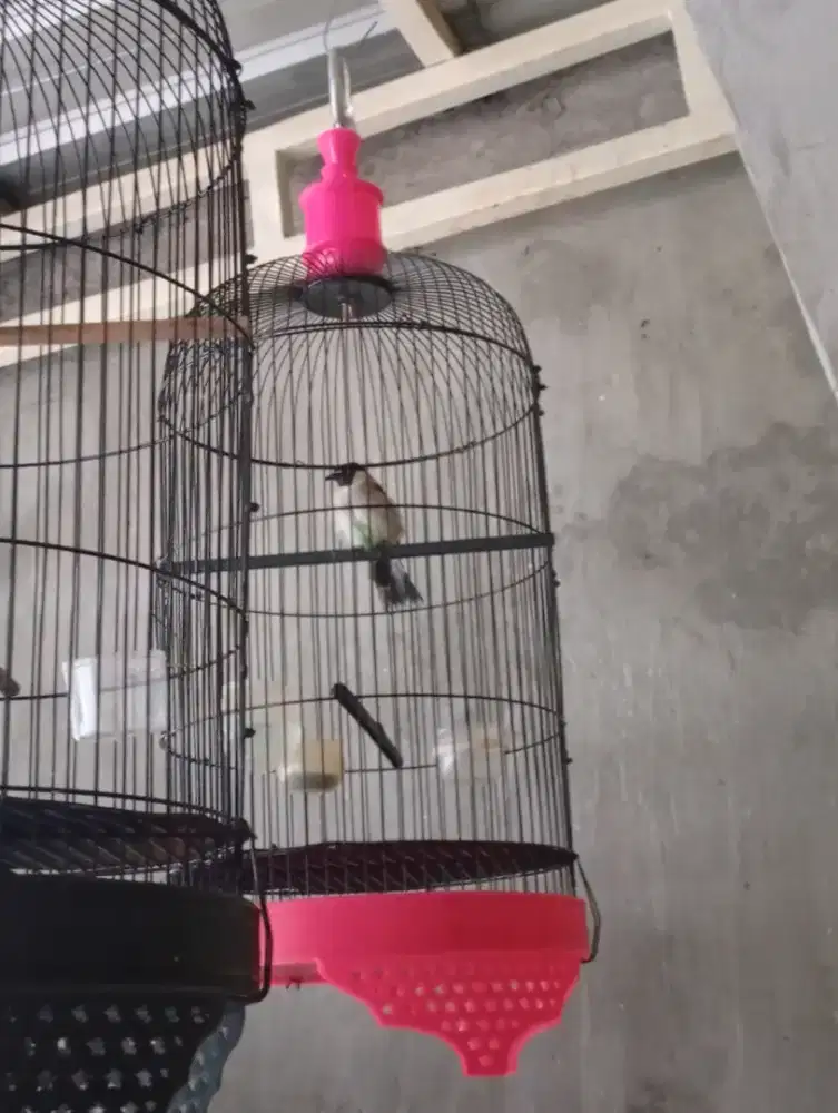 Jual Kutilang vortot bunyi