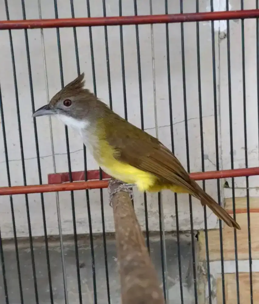 Cucak jenggot jawa mulus cocok utk masteran