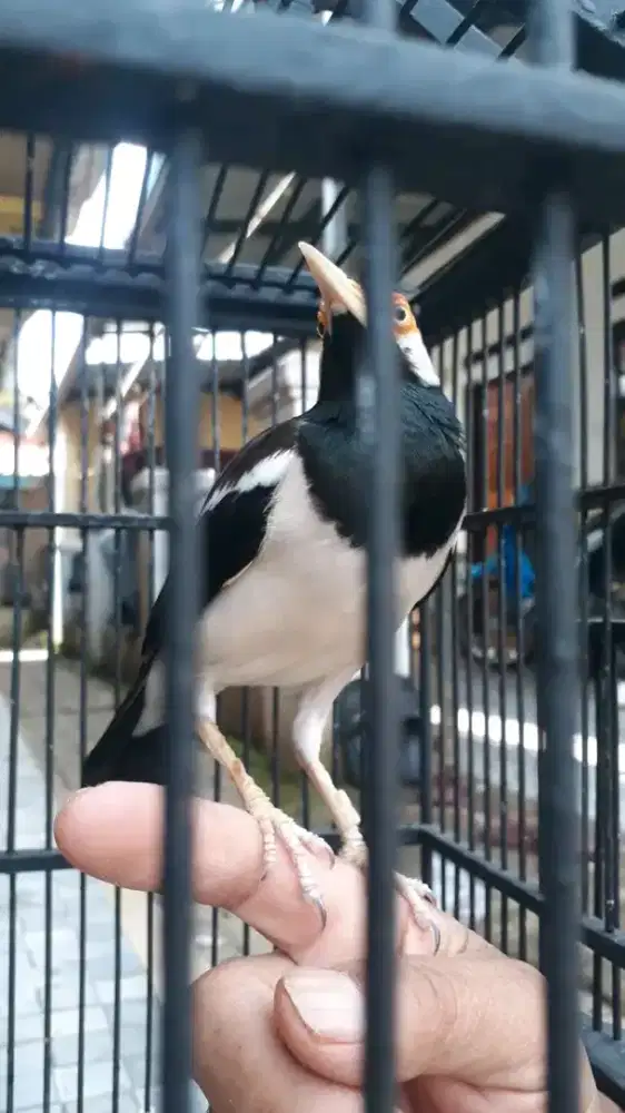 Jalak suren mulus gacor rame