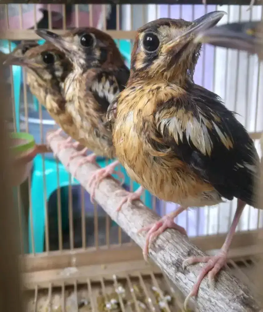 Anakan anis kembang jantan garansi