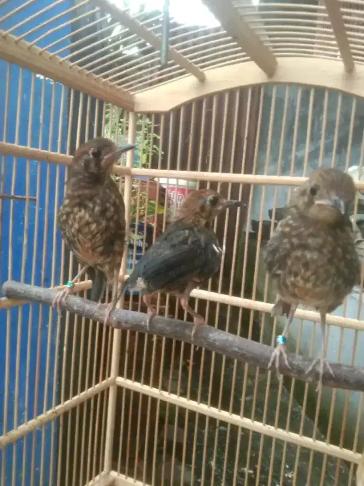 Anakan anis merah jantan garansi