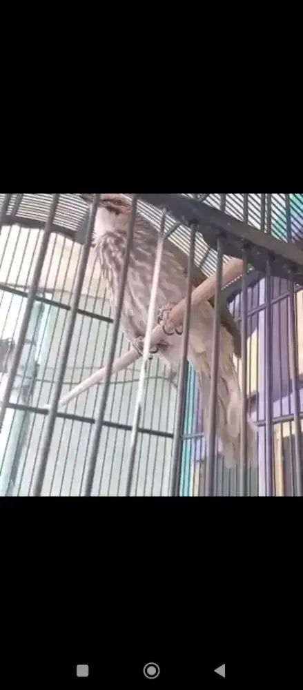 Cucak Rowo Harian bunyi