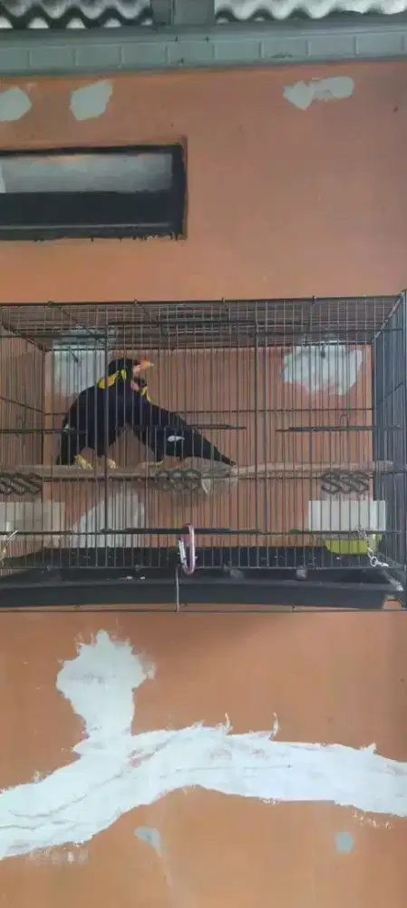 Sepasang burung mulus siap produksi