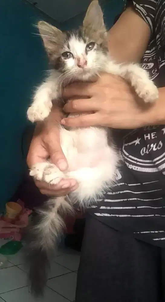 Kucing kitten jantan