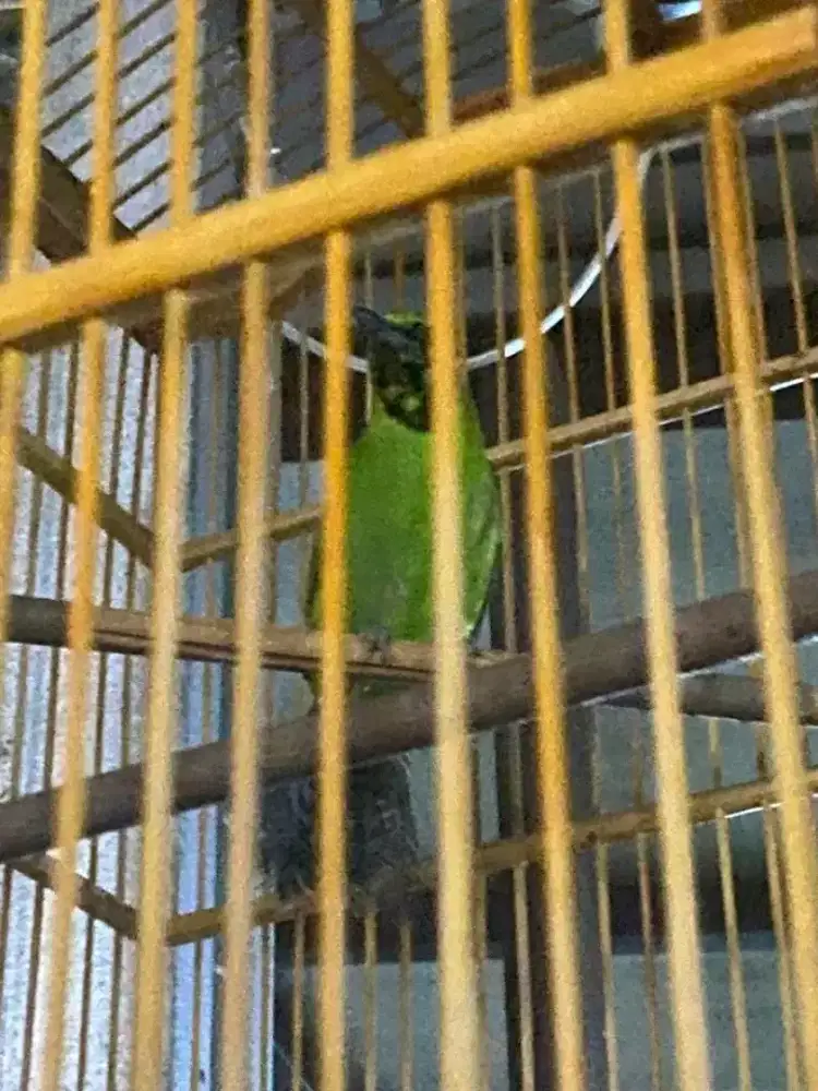 Burung super big banyuwangi mulus