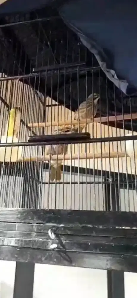 Cucak rowo sepasang rajin saut2an suara kenceng