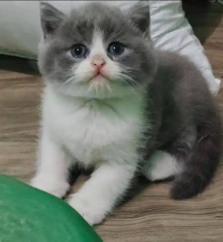 BSH Bicolor Blue Line Ped Import