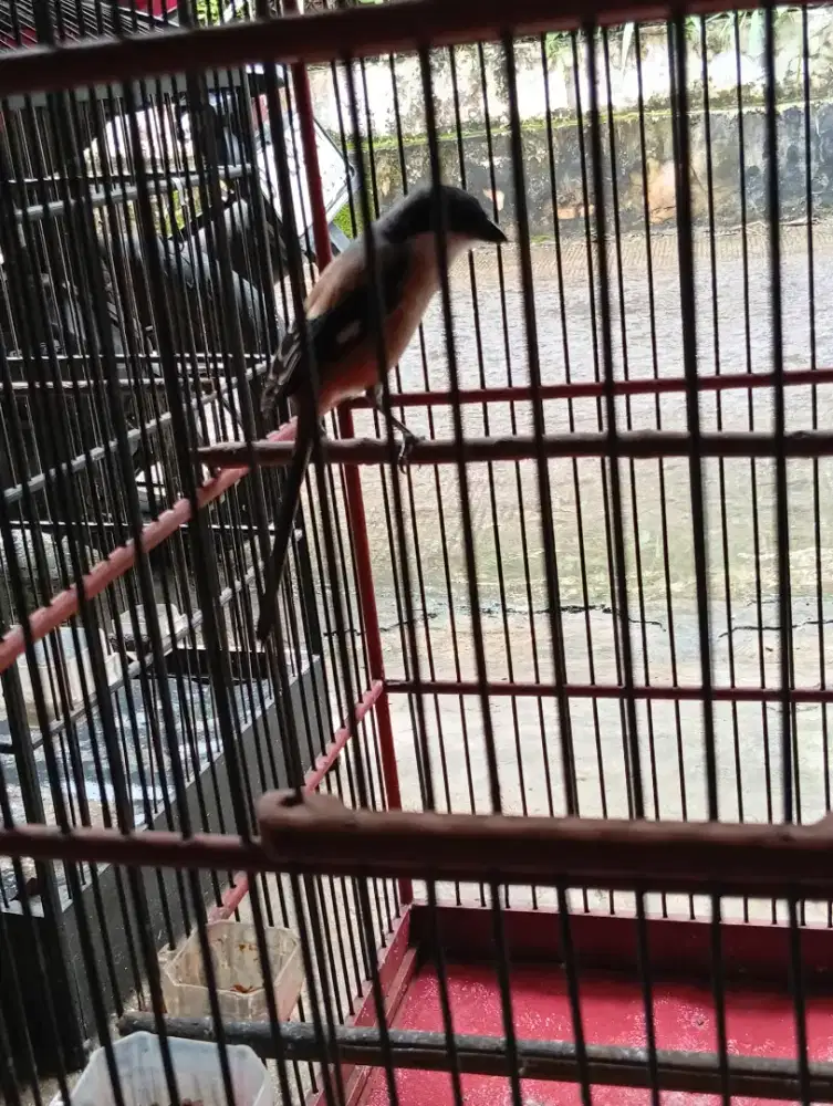 Burung pentet Jawa Timur rajin bunyi