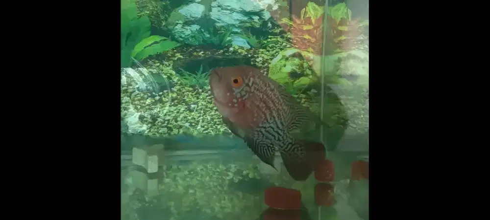 Ikan Hias Louhan Red Kamfa