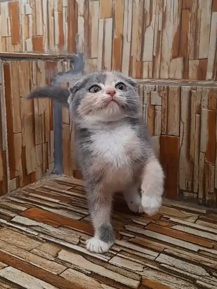 Kitten scottish triple fold