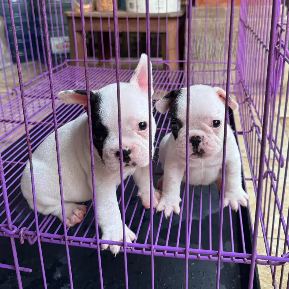 French Bulldog Puppy